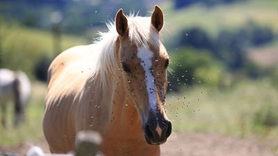 How to keep flies off horses: 6 strategies to prevent attack from all angles