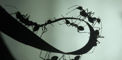 As human teams get bigger, they get less efficient. But these ants have found a solution