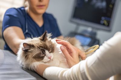 RSPCA issue warning to cat owners after ‘horrific’ 30% surge in attacks