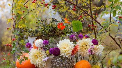 Best roses for rosehips – 6 varieties to guarantee bumper crops of hips from fall and throughout winter