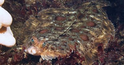 Scottish museum showcases importance of underwater archaeology