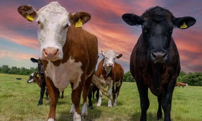 Dairy farmers say worker shortage is threatening UK food security