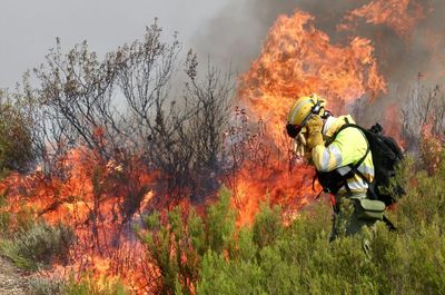 How dangerous are wildfires and how can we stop them from getting worse?