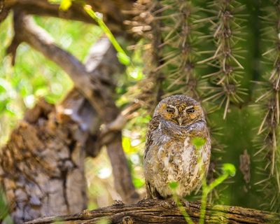 Birdwatch: Elfin magic as tiny owl takes first flight in Arizona backyard
