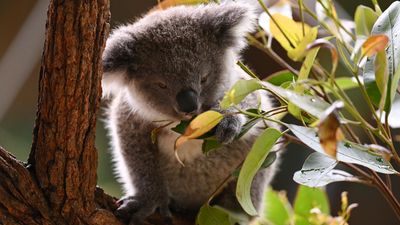 Coal mine project threatens 'significant' koala habitat
