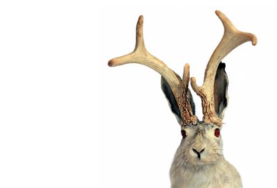 'Demon' Rabbits With Tentacles Spotted in Parts of Colorado: Are They 'Real-Life Jackalopes' and Are They Dangerous?