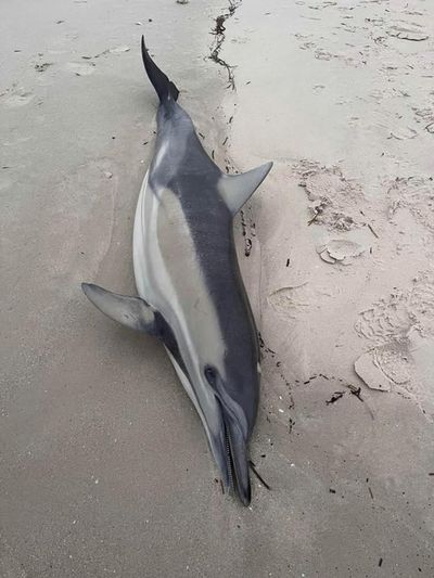 Labor to use black summer-era measure to fast-track algal bloom response as dolphin carcass washes up on beach