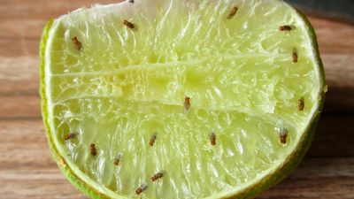 I finally got rid of fruit flies in my kitchen with this simple upgrade — and it only costs $7