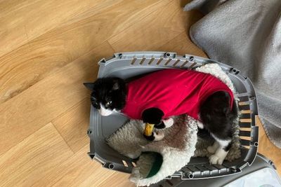 Cat shot five times amid rise in air rifle attacks