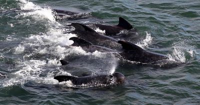 Public told to 'stay away' from beach where 23 whales found dead