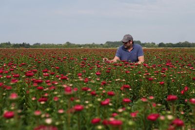 Victorian-era floral favourites asters make comeback at UK supermarket