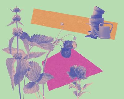 Buy small plants – and consider a ‘bulb lasagne’: how to give your garden a late-summer glow-up