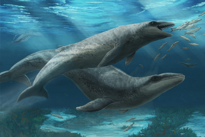 Shark-like prehistoric whale with razor-sharp teeth discovered off Australia