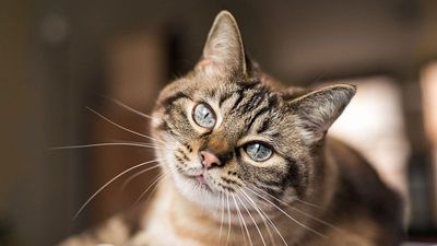 Could cats one day help scientists find new treatments for dementia?