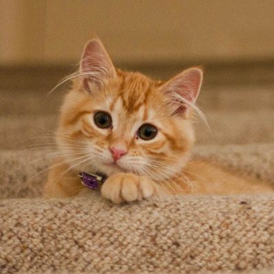 Cat dementia is similar to human Alzheimer's disease ...Tech & Science Daily podcast