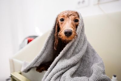 How to keep dogs cool in a heatwave – from cooling mats to avoiding damp towels