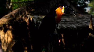Climate change-driven heat extremes are driving ‘staggering’ decline in tropical birds, study warns