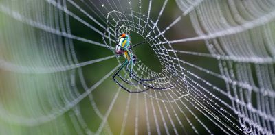 Spiderweb silks and architectures reveal millions of years of evolutionary ingenuity