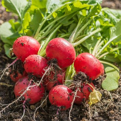 5 of the best salad crops to sow in August for quick harvests – and out-of-this-world flavour