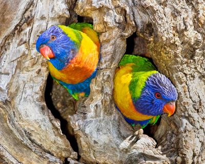 ‘Mind-blown’: scientists discover sex reversal in kookaburras and lorikeets with cause unknown