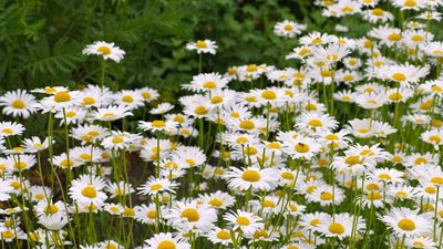Is it necessary to fertilize Shasta daisies? Expert advice from a pro grower for long-lasting blooms this summer