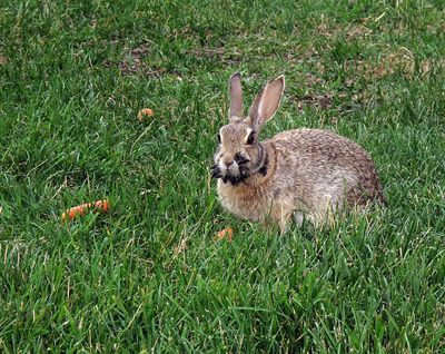 Rabbits with 'Tentacles' on Their Heads Invade Colorado — Experts Explain the Strange Phenomenon