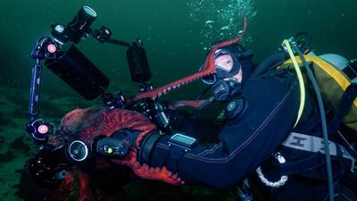 The credit for this mesmerizing film? That goes to a Giant Pacific Octopus that borrows the filmmaker's camera!