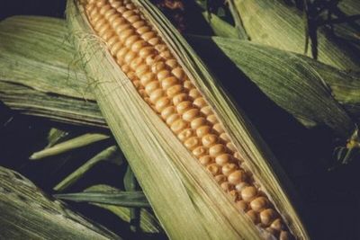 Corn Holding onto Penny Gains at Midday