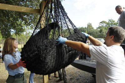 Florida's first black bear hunt in a decade approved despite strong opposition