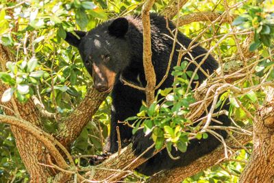 Wildlife groups condemn approval of ‘barbaric’ Florida black bear hunt