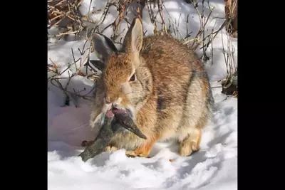 Colorado residents alarmed as rabbits with black horns and mouth tentacles keep appearing