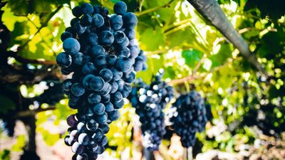 You can propagate grape vines from cuttings in 2 ways – here is a simple step-by-step guide to getting new plants for free