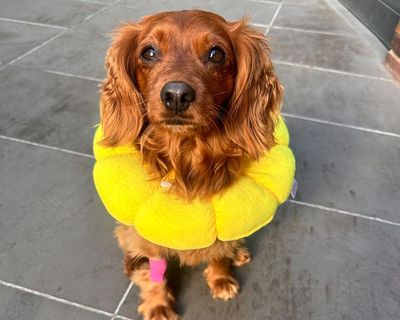 When Odie the cavoodle needed emergency surgery, the veterinary staff showed why they are the unsung heroes of healthcare