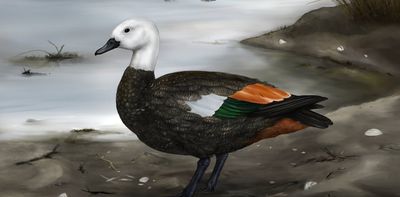The discovery of an extinct shelduck highlights the rich ancient biodiversity of the remote Rēkohu Chatham Islands