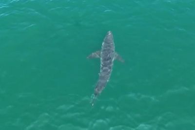 Fisherman’s drone captures rare 10-foot shark near Maine beach