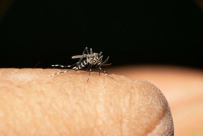 Officials urge caution on mosquito bites abroad amid rise in chikungunya cases