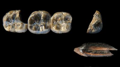 Never-before-seen cousin of Lucy might have lived at the same site as the oldest known human species, new study suggests