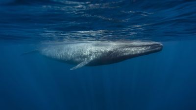 No, blue whales aren't going silent off California. Here's why.