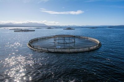 Albanese government reaffirms decision to allow salmon farming in Tasmania, despite fears for endangered Maugean skate