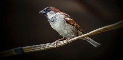 The canary in the concrete jungle: how polluted towns make sparrows frail, anxious and old before their time