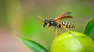 You’re handling wasps wrong — here’s what pest experts advise if you find a wasp indoors