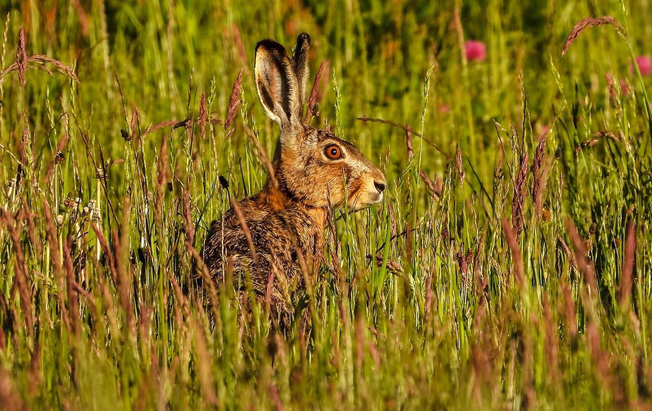 Dangerous Rabbits Are Colorado Rabbits with Tentacles Dangerous To Dogs…