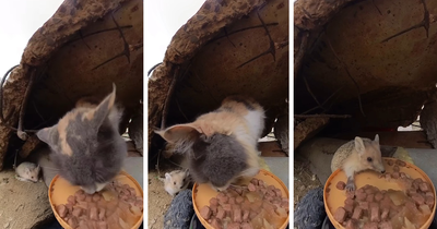 100 Wholesome Pics Of A Guy Feeding Stray Animals In A Unique Way