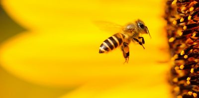 From bees doing maths to fish driving cars: teaching animals irrelevant skills can help unlock the secrets of cognition – podcast