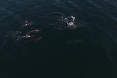 Dolphins join bathers enjoying sun as Britain enters its fourth heatwave