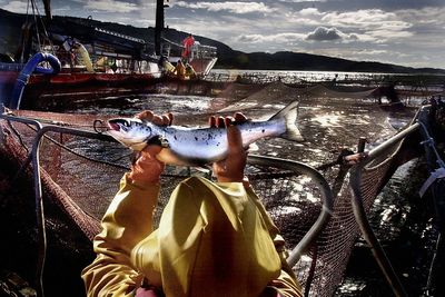 Salmon industry in trade tariffs warning as exports reach almost £1bn