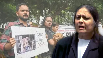SC’s Aug 11 order tears up the rulebook on stray dogs, says lawyer fighting sterilisation legal battle