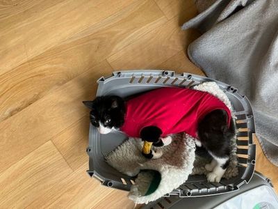 Urgent warning issued to cat owners by RSPCA