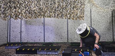 Genomics can help insect farmers avoid pitfalls of domestication