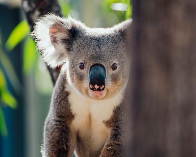 Plan to extend Queensland coalmine would bulldoze ‘critical’ koala habitat
